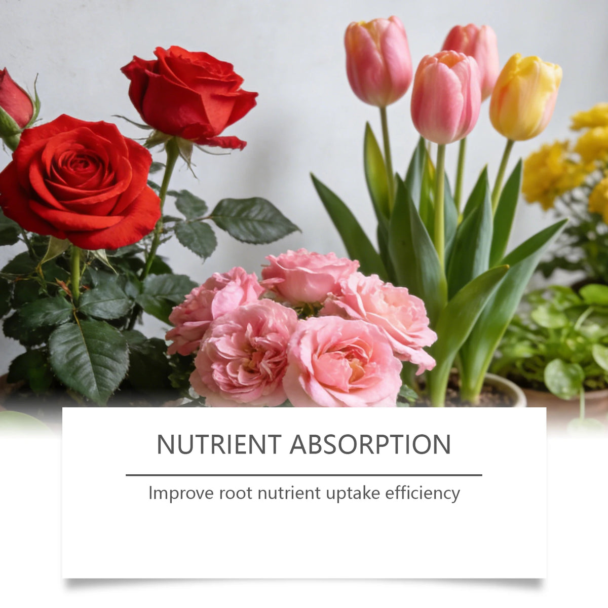 Plant Rooting Powder Root Growth Nutrient Supplement Boost Plant Robust Improve Nutrient Uptake For Houseplants Flowers Crops